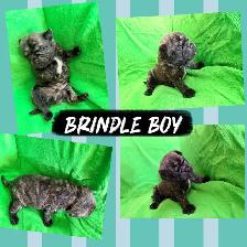 PUG PUPPIES - Photo 4