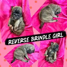 PUG PUPPIES - Photo 5