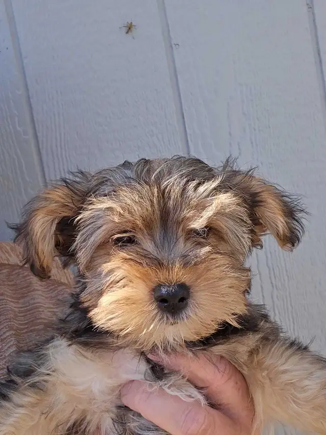 Yorkie x
