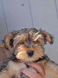 Yorkie x