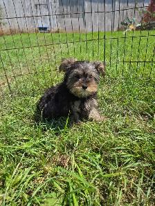 Yorkie x - Photo 2