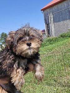 Yorkie x - Photo 3