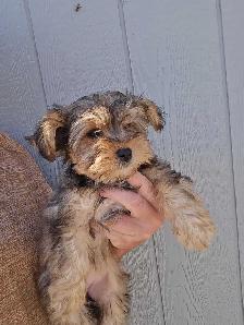 Yorkie x - Photo 4
