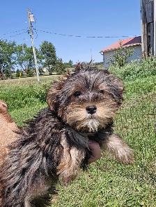 Yorkie x - Photo 5