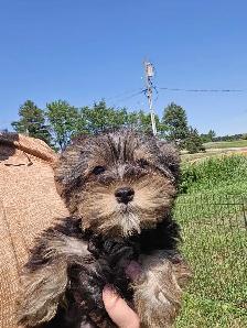 Yorkie x - Photo 6