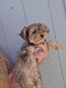 Yorkie x - Photo 7