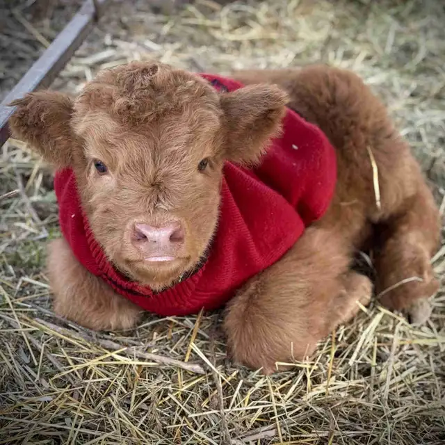 Highland cow and calf pair for sale