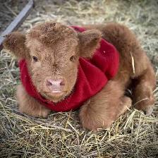 Highland cow and calf pair for sale