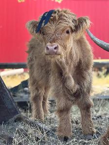Highland cow and calf pair for sale - Photo 2