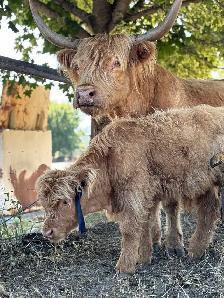 Highland cow and calf pair for sale - Photo 3