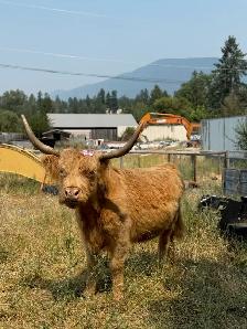 Highland cow and calf pair for sale - Photo 4