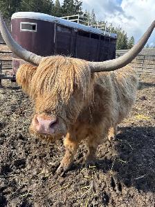 Highland cow and calf pair for sale - Photo 5