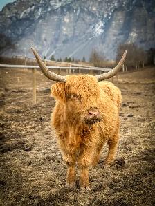 Highland cow and calf pair for sale - Photo 6