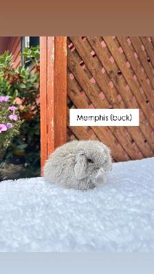 Adorable Holland Lop baby bunnies