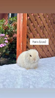 Adorable Holland Lop baby bunnies - Photo 2