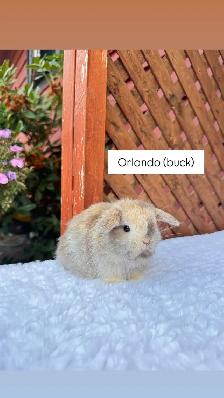 Adorable Holland Lop baby bunnies - Photo 3