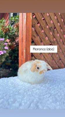 Adorable Holland Lop baby bunnies - Photo 4
