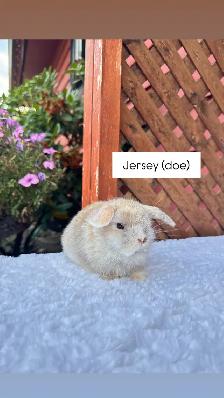 Adorable Holland Lop baby bunnies - Photo 5