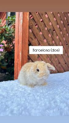 Adorable Holland Lop baby bunnies - Photo 6