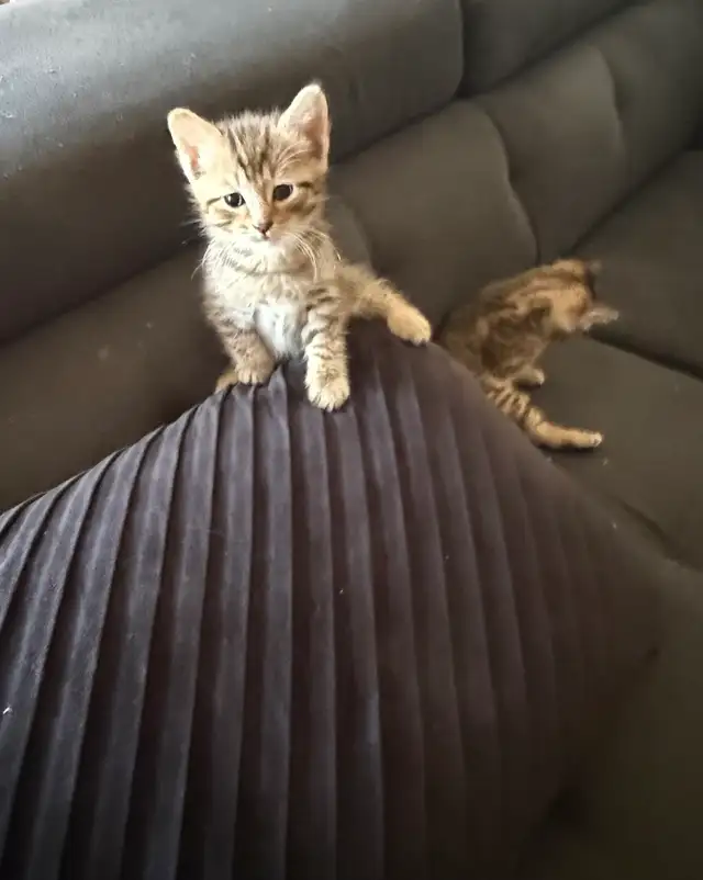 Tabby Kittens