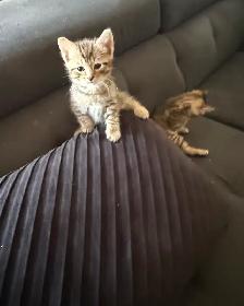 Tabby Kittens