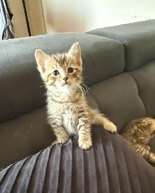 Tabby Kittens - Photo 2
