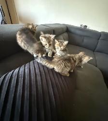 Tabby Kittens - Photo 3