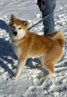 akita inu - Photo 2