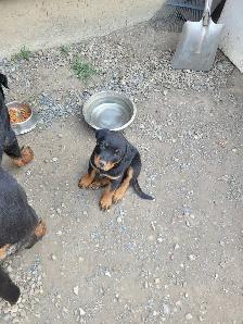 Rottweiler puppy 10 weeks old1 male left born may 25th .