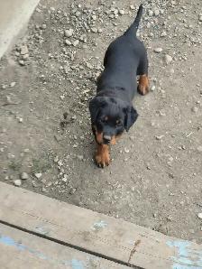 Rottweiler puppy 10 weeks old1 male left born may 25th . - Photo 2