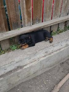 Rottweiler puppy 10 weeks old1 male left born may 25th . - Photo 3