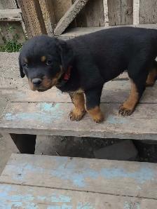 Rottweiler puppy 10 weeks old1 male left born may 25th . - Photo 4
