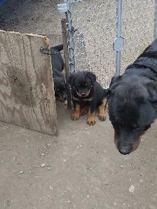 Rottweiler puppy 10 weeks old1 male left born may 25th . - Photo 5