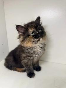 Rag Doll x Tortoiseshell Female Kitten