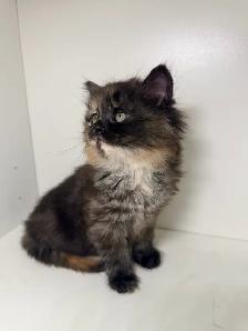 Rag Doll x Tortoiseshell Female Kitten - Photo 2