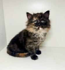 Rag Doll x Tortoiseshell Female Kitten - Photo 3