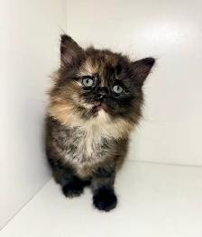 Rag Doll x Tortoiseshell Female Kitten - Photo 4