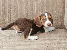 Darling BEAGLE PUPPIES! Female Lemon/White or Chocolate/White - Photo 2