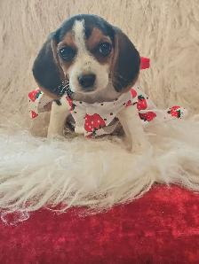 Darling BEAGLE PUPPIES! Female Lemon/White or Chocolate/White - Photo 4
