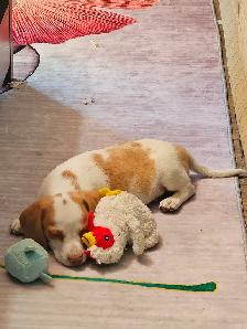 Darling BEAGLE PUPPIES! Female Lemon/White or Chocolate/White - Photo 5