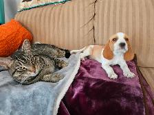 Darling BEAGLE PUPPIES! Female Lemon/White or Chocolate/White - Photo 8