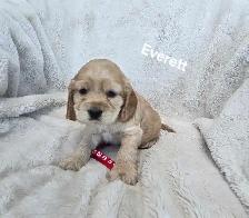 Cocker Spaniel Puppies