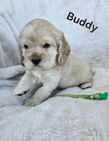 Cocker Spaniel Puppies - Photo 2