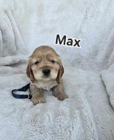 Cocker Spaniel Puppies - Photo 3