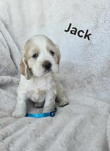 Cocker Spaniel Puppies - Photo 4