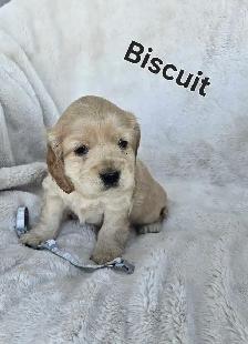 Cocker Spaniel Puppies - Photo 5