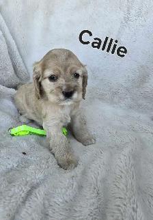 Cocker Spaniel Puppies - Photo 6