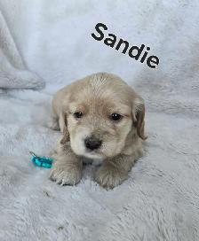 Cocker Spaniel Puppies - Photo 7