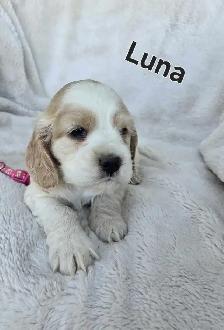 Cocker Spaniel Puppies - Photo 8