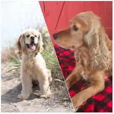 Cocker Spaniel Puppies - Photo 9